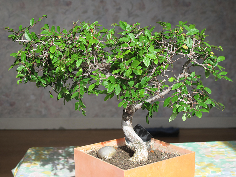 Acheter un bonsai d'intérieur ou d'extérieur