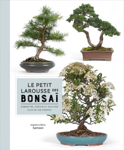 Le Bonsaï : conseils entretien, taille et arrosage - Interflora