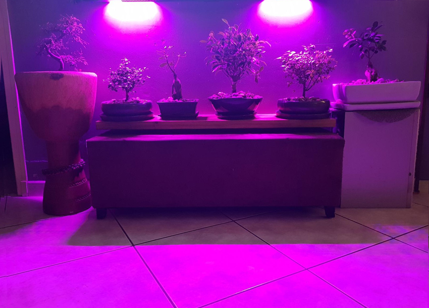 Mes Plantes sous Lampe Horticole - Mini Plantes Tour 