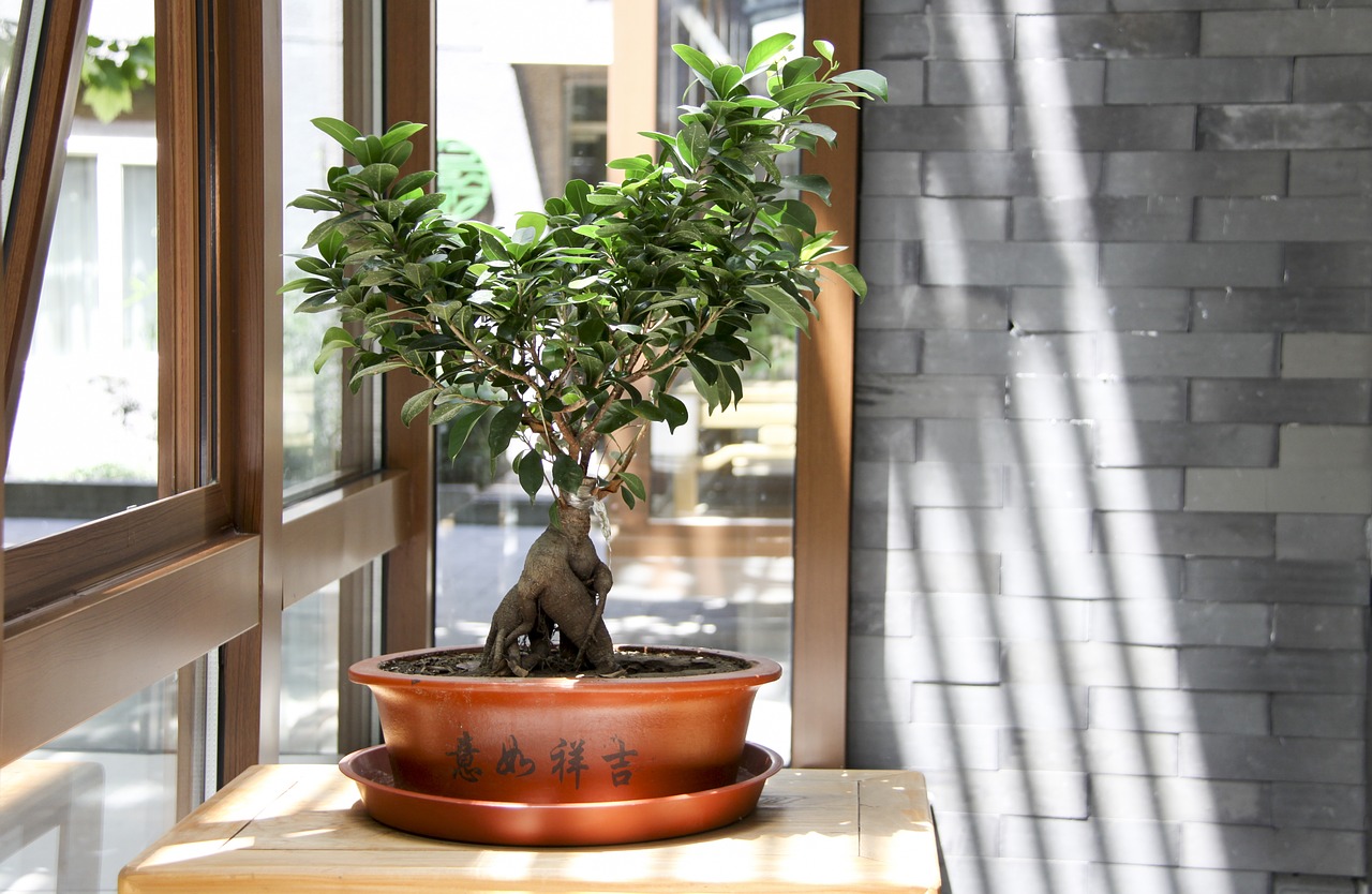 Sauver un bonsai avec des LED horticole - Bonsai Entretien